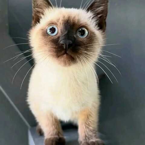 Wir haben wunderschöne Siamkätzchen, die ein liebevolles Zuhause suchen!