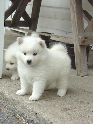 Weiße Samojeden-Welpen mit Papieren suchen ein neues Zuhause.