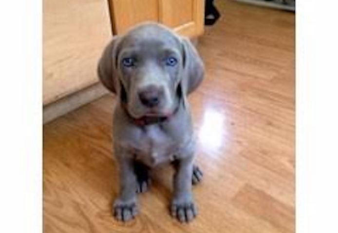 Weimaraner-Welpen suchen ein neues Zuhause.
