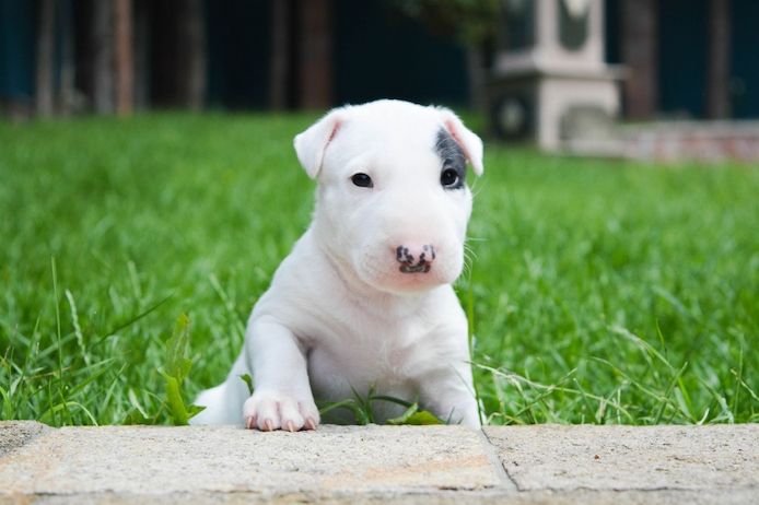 Bullterrier-Welpen mit Papieren suchen ein neues Zuhause.