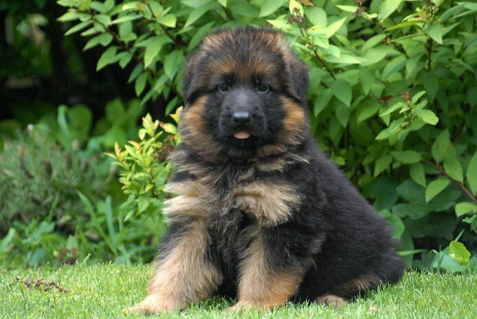 Deutsche Schäferhund-Welpen zu verkaufen