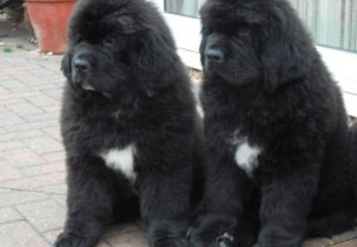 Neufundländer-Welpen zu verkaufen