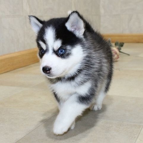 Süßer pomsky Welpen zu verkaufen