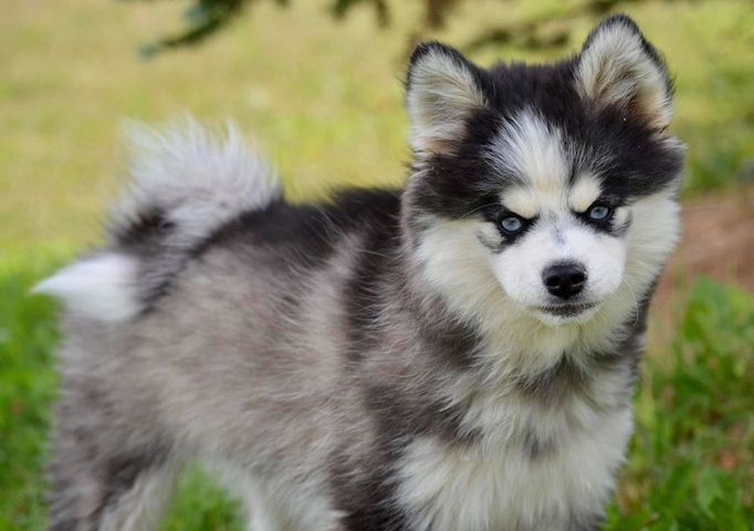 Süßer pomsky Welpen zu verkaufen