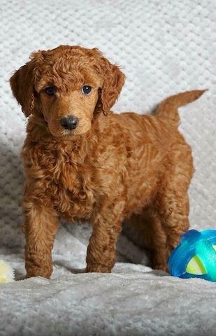 zwergpudel welpen kaufen