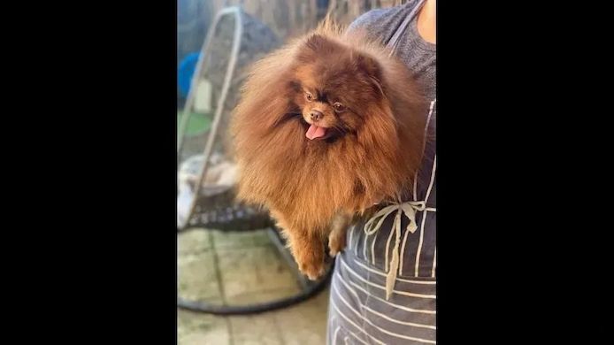 Pomeranian Zwergspitz Welpen Abgabe bereit!