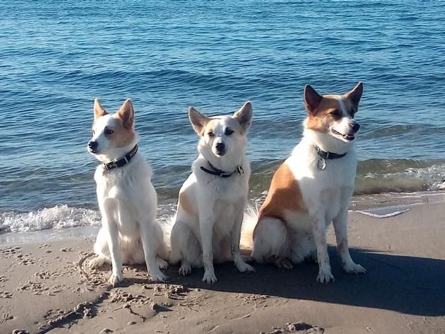 Norrbottenspitzwelpen Wurferwartung Mai 2026 - Preis auf Anfrage