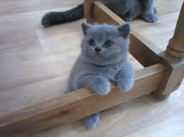 Wunderschöne, reinrassige BKH Kitten Kätzchen