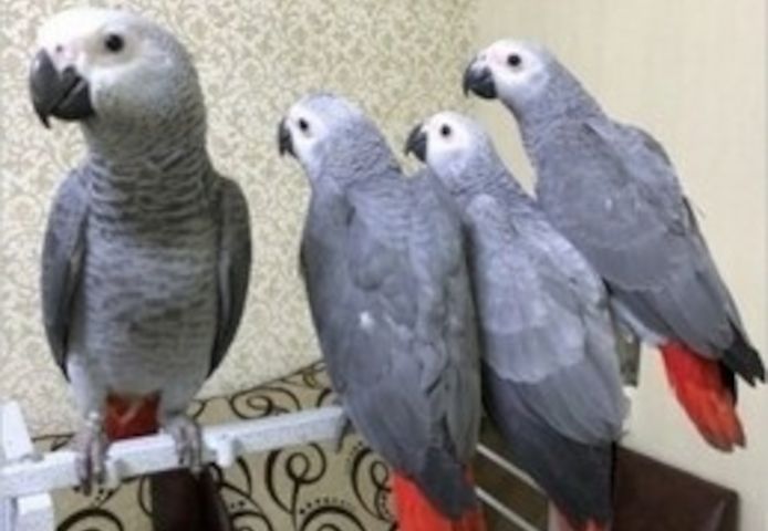 Graupapageien und Eier