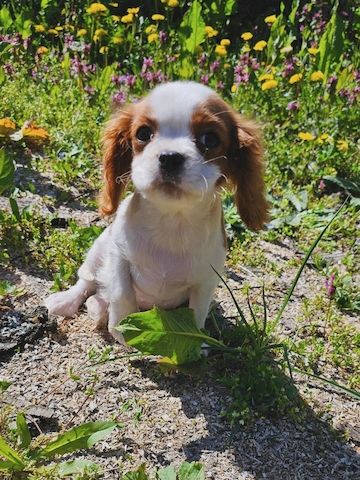 Cavalier King Charles Spaniel Junge