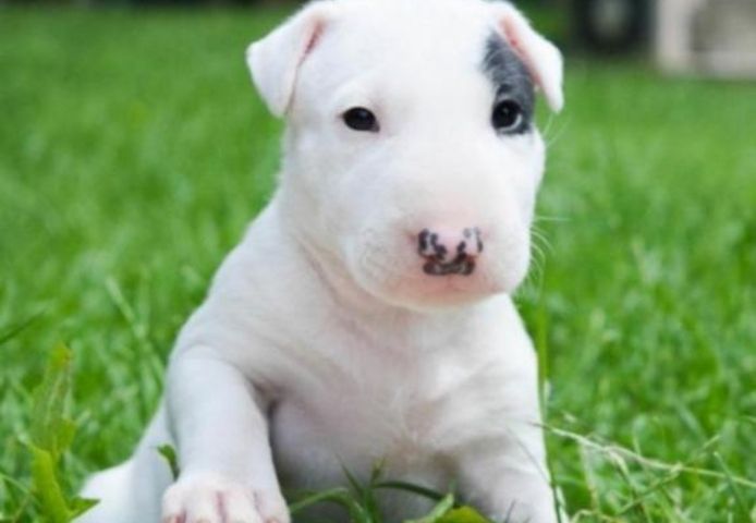 Bullterrier Welpen mit Papieren zu verkaufen.