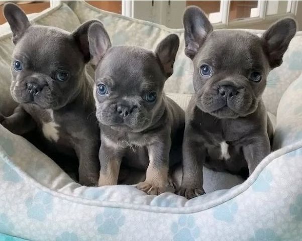 französische Bulldoggenwelpen