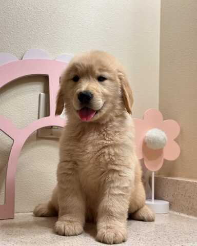 Entzückende Golden-Retriever-Welpen suchen ihr liebevolles Zuhause für immer!