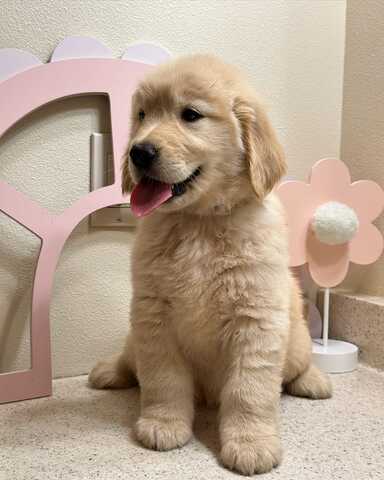Entzückende Golden-Retriever-Welpen suchen ihr liebevolles Zuhause für immer!