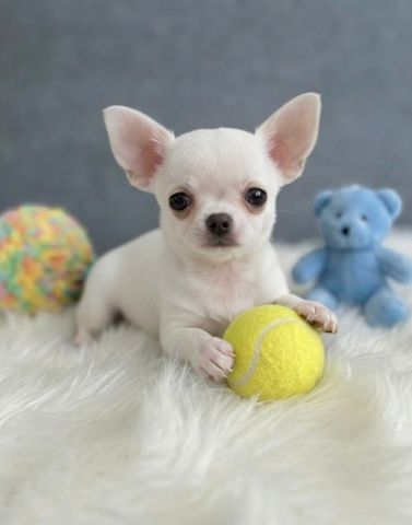 Entzückende Chihuahua-Welpen suchen ein liebevolles Zuhause für immer!