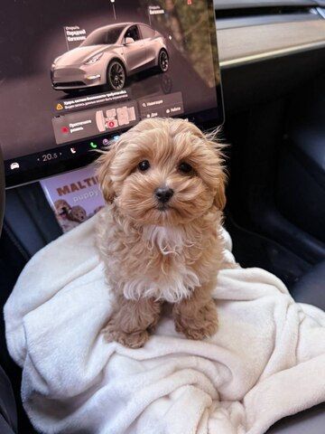 Wunderschöne Maltipoo-Welpen suchen ein liebevolles Zuhause für immer! 🐾