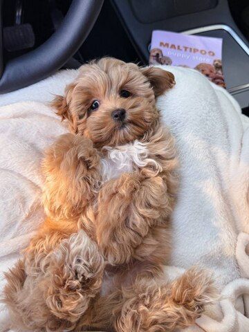 Wunderschöne Maltipoo-Welpen suchen ein liebevolles Zuhause für immer! 🐾