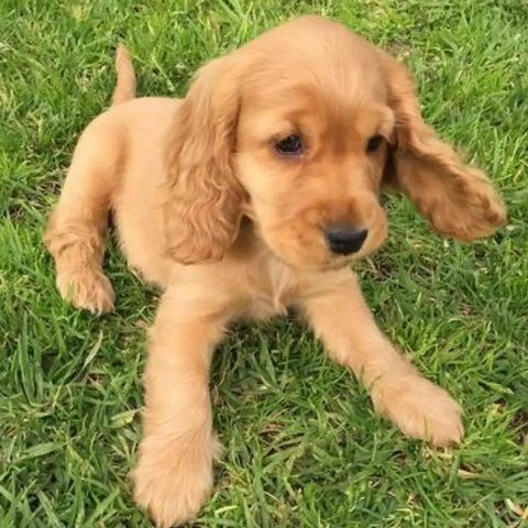 Entzückende Cocker-Spaniel-Welpen suchen ein liebevolles Zuhause für immer! 🐾