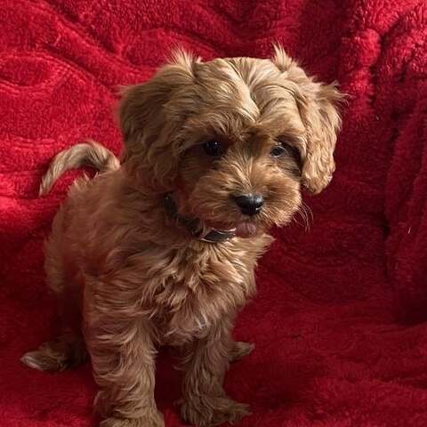 Entzückende Cavapoo-Welpen suchen ein liebevolles Zuhause für immer! 🐾