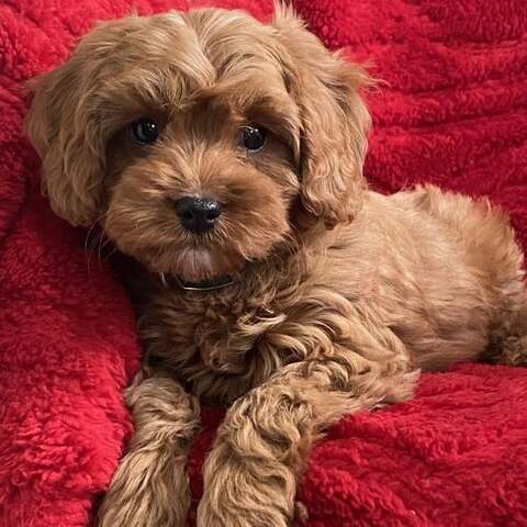 Entzückende Cavapoo-Welpen suchen ein liebevolles Zuhause für immer! 🐾