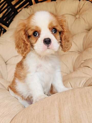 Entzückende Cavalier King Charles Spaniel-Welpen suchen ein liebevolles Zuhause für immer! 🐾