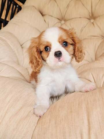 Entzückende Cavalier King Charles Spaniel-Welpen suchen ein liebevolles Zuhause für immer! 🐾