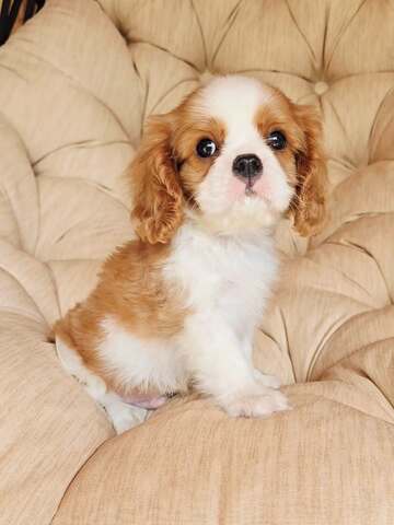Entzückende Cavalier King Charles Spaniel-Welpen suchen ein liebevolles Zuhause für immer! 🐾