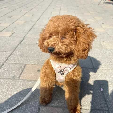 Entzückende Goldendoodle-Welpen suchen ein liebevolles Zuhause für immer! 🐾