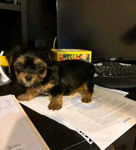 Entzückende Yorkshire-Terrier-Welpen suchen ein liebevolles Zuhause für immer! 🐾