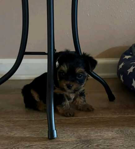 Entzückende Yorkshire-Terrier-Welpen suchen ein liebevolles Zuhause für immer! 🐾