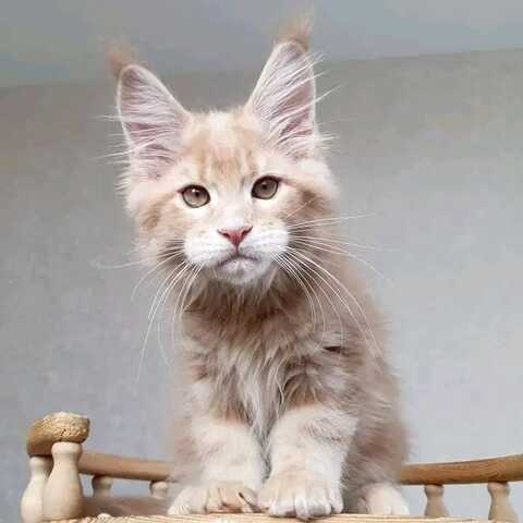 Maine-Coon-Kitten