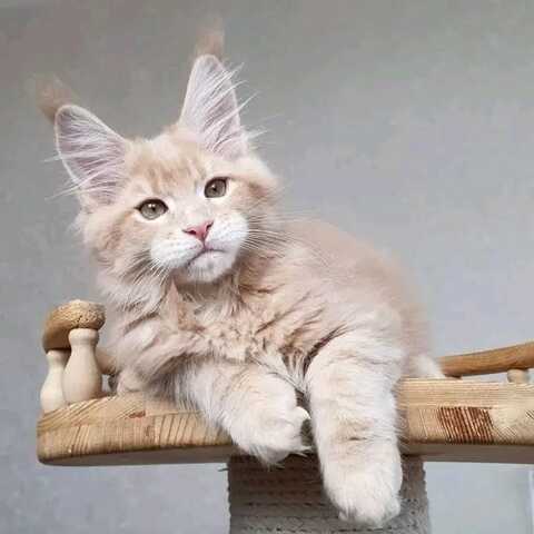 Maine-Coon-Kitten
