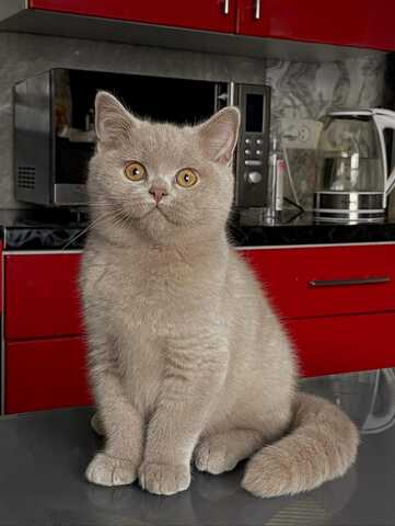 Britisch-Kurzhaar-Kitten