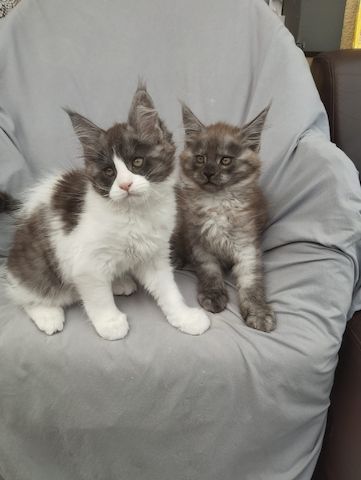 Reinrassige Maine Coon Kitten mit Stammbaum