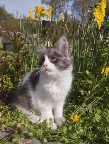 Reinrassige Maine Coon Kitten mit Stammbaum