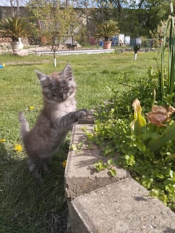 Reinrassige Maine Coon Kitten mit Stammbaum