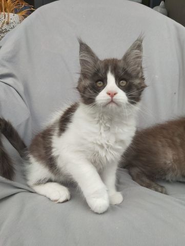 Reinrassige Maine Coon Kitten mit Stammbaum