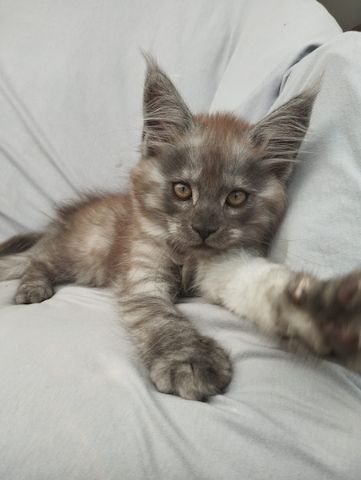 Reinrassige Maine Coon Kitten mit Stammbaum
