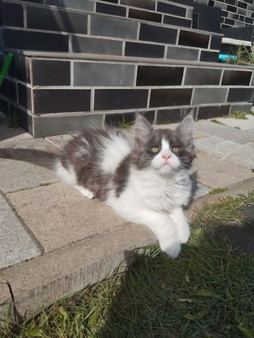 Reinrassige Maine Coon Kitten mit Stammbaum
