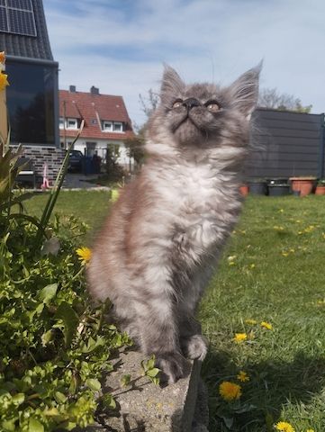 Reinrassige Maine Coon Kitten mit Stammbaum