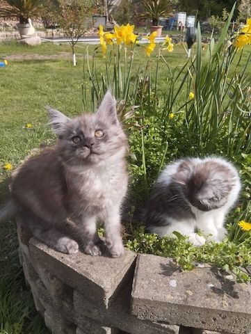 Reinrassige Maine Coon Kitten mit Stammbaum