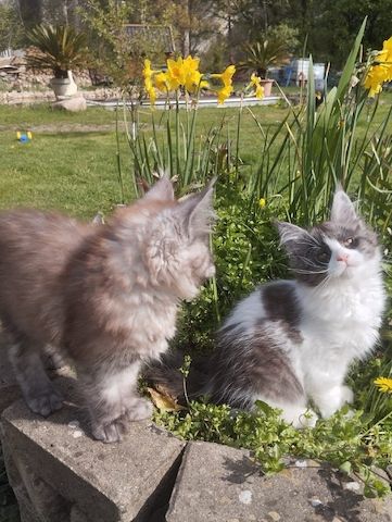 Reinrassige Maine Coon Kitten mit Stammbaum