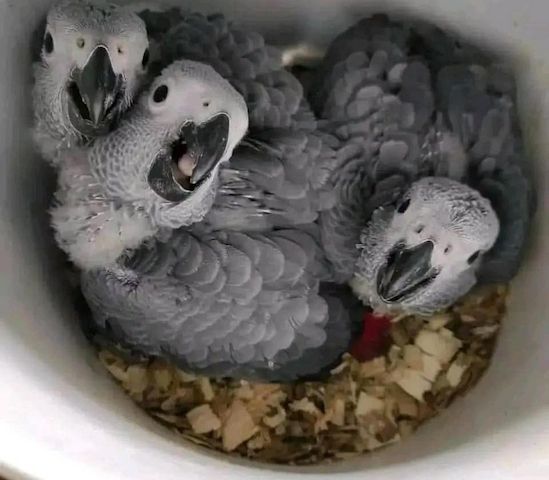 Bezaubernde Graupapageien-Babys