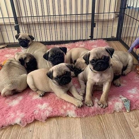 Mops Welpen reinrassig