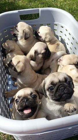 Mops Welpen reinrassig..m