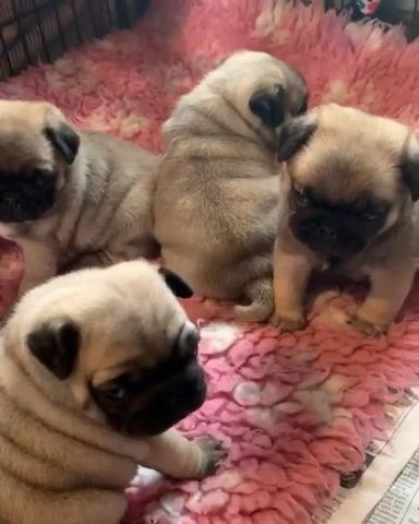 Mops Welpen reinrassig..n