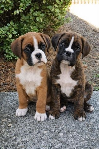 Boxerwelpen