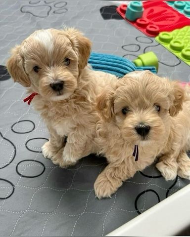 Maltipoo Welpen Mädchen