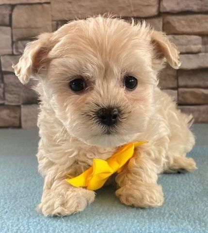 Maltipoo Welpen Mädchen