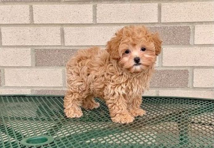 Maltipoo Welpen Mädchen.mn
